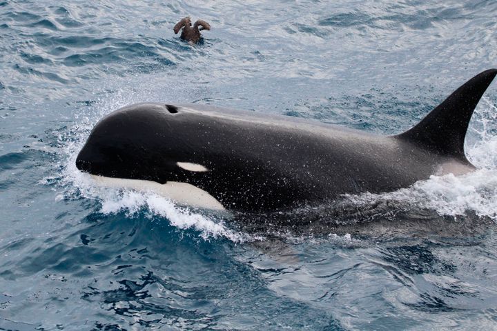 This undated photo provided by Paul Tixier in March 2019 shows a Type D killer whale. Scientists are waiting for test results from a tissue sample, which could give them the DNA evidence to prove the new type is a distinct species. (Paul Tixier/CEBC CNRS/MNHN Paris via AP)