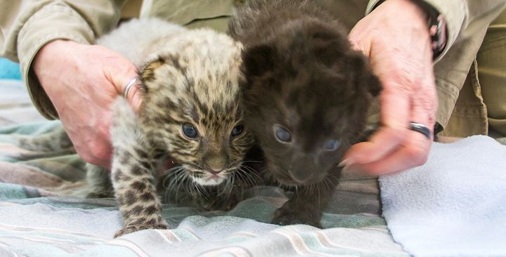 Two Amur leopard cubs were born at Connecticut's Beardsley Zoo in January.