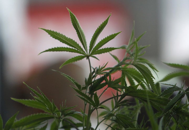 A Cannabis plant is pictured at the "Weed the People" event in Portland, Oregon on July 3, 2015. (REUTERS/Steve Dipaola)