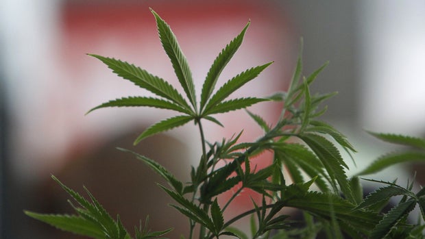 A Cannabis plant is pictured at the "Weed the People" event as enthusiasts gather to celebrate the legalization of the recreational use of marijuana in Portland, Oregon July 3, 2015. Smoking marijuana became legal in Oregon on July 1, fulfilling the first step in a voter-approved initiative that will usher in a network of legal weed retail stores in 2016, similar to the systems already operating in neighboring Washington state and Colorado.  REUTERS/Steve Dipaola