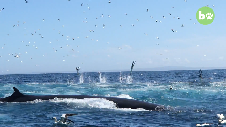 South African dive tour operator Rainer Schimpf was swimming off the coast when he was accidentally swept into a whale's mouth.