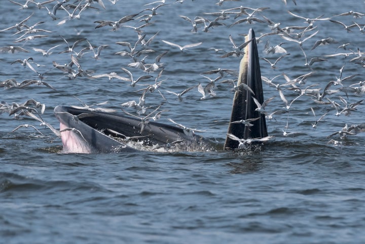 A Bryde&rsquo;s whale pictured in Thailand.