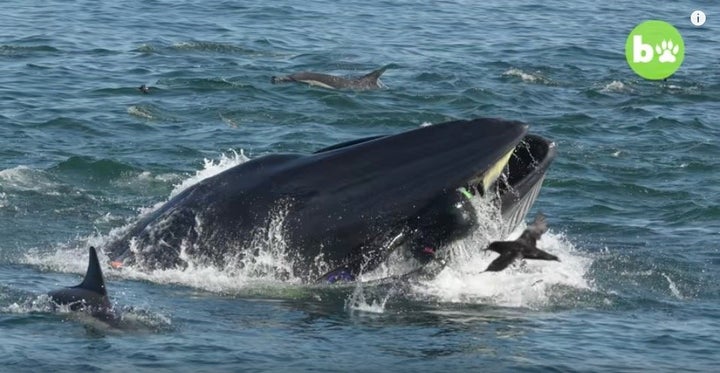 シェイフさんがクジラに呑み込まれる瞬間