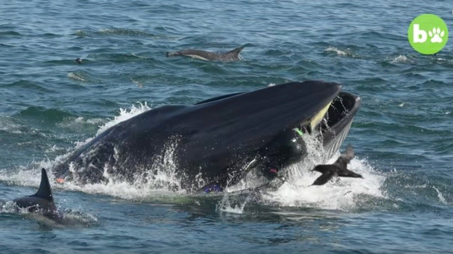 クジラにのみ込まれた男性 口の中から逃げ出して助かる ハフポスト クジラにのみ込まれた男性 口の中から逃げ出して助かる ハフポスト