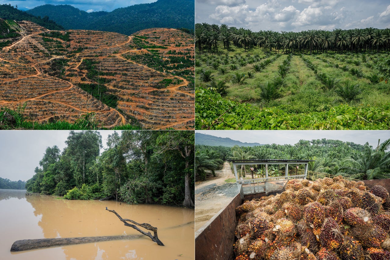 Left top: A durian plantation in Raub, on the outskirts of Kuala Lumpur. Soaring demand for durians in China is being blamed for a new wave of deforestation in Malaysia.  Right top: A palm oil plantation encroaches on a wildlife reserve in Sabah, Malaysia.  Left bottom: The Kinabatangan River flows through a wildlife reserve in Sabah, Malaysia. The overuse of pesticides during the heavy equatorial rains creates a deadly runoff into the fragile river and its tributaries.  Right bottom: A palm oil plantation and factory in Sabah, Malaysia.