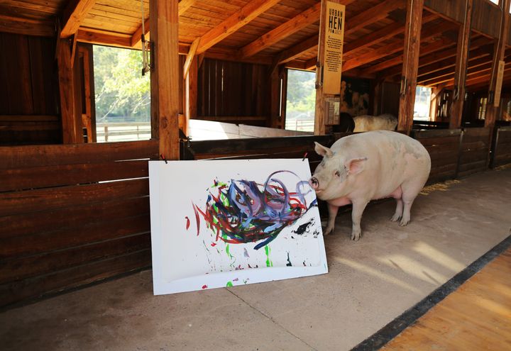 Pigcasso showing off one of her works of art.