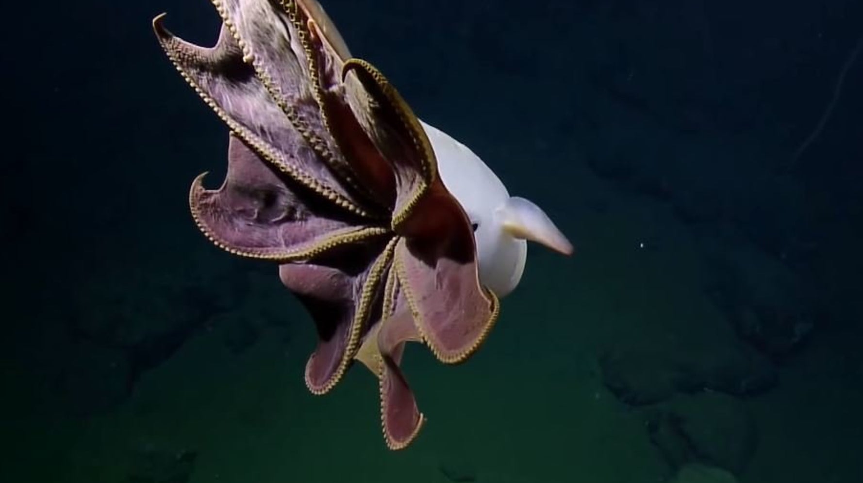 El Pulpo Dumbo Es El Animal Mas Raro Que Veras Hoy El Huffpost