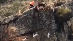 El espantoso vídeo de un cacería que horroriza en