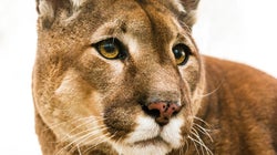 Indignación con un famoso presentador de televisión por cazar un puma y mostrar cómo lo