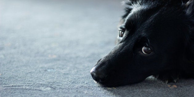 La Historia De Un Perro Abandonado En Cartagena Que Encoge El Corazon A Twitter El Huffpost