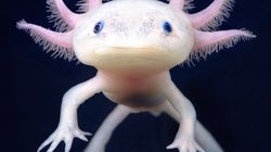 10 fotos de animales en extinción como nunca los habías