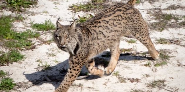 Resultado de imagen de lince iberico