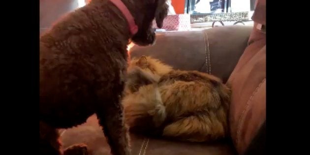 El vídeo de un perro y un gato que ha emocionado a millones de
