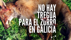 #YoNoDisparo, la campaña del Pacma para acabar con la caza del