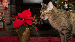 Aleja a tus mascotas de estas plantas