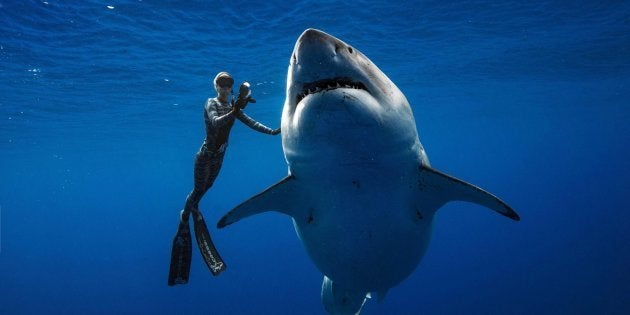 Una buceadora acaricia al tiburón blanco más grande del mundo.
