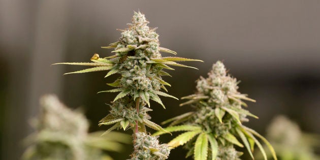 Plantas de marihuana en un cultivo autorizado en Akron, Ohio (EE. UU) el pasado 28 de enero.