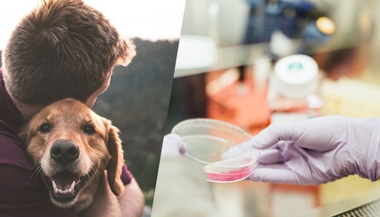 Diese Tierversuche können helfen, Krebs zu heilen – bei Hund und