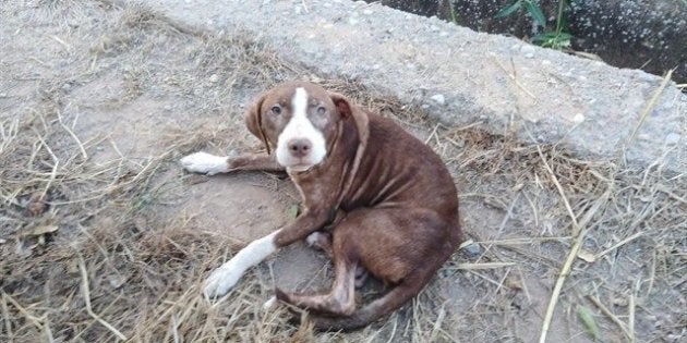 El perro que acompañó al anciano con Alzheimer, en una imagen difundida por el Consistorio.