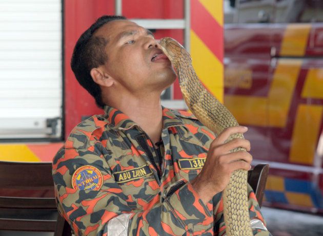 Un famoso encantador de serpientes muere por el mordisco de una