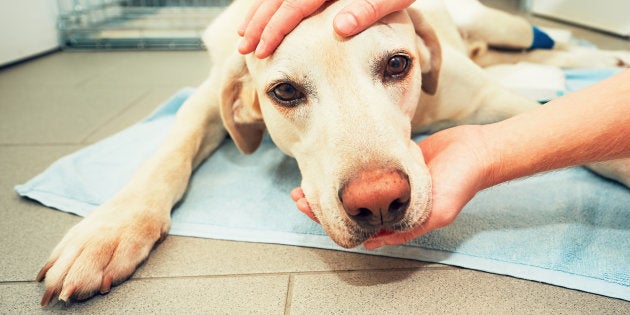 El Emotivo Mensaje De Un Veterinario Sobre Como Actuar Cuando Tienes Que Sacrificar A Tu Mascota El Huffpost