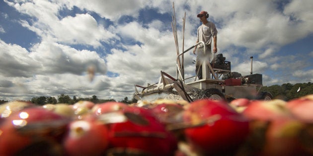 Imagen de archivo de un hombre cultivando arándanos en Estados Unidos.
