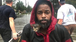 Survivor, el gatito que se aferró a la vida colgado al cuello de su