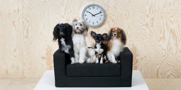 Ikea también hace muebles para perros y