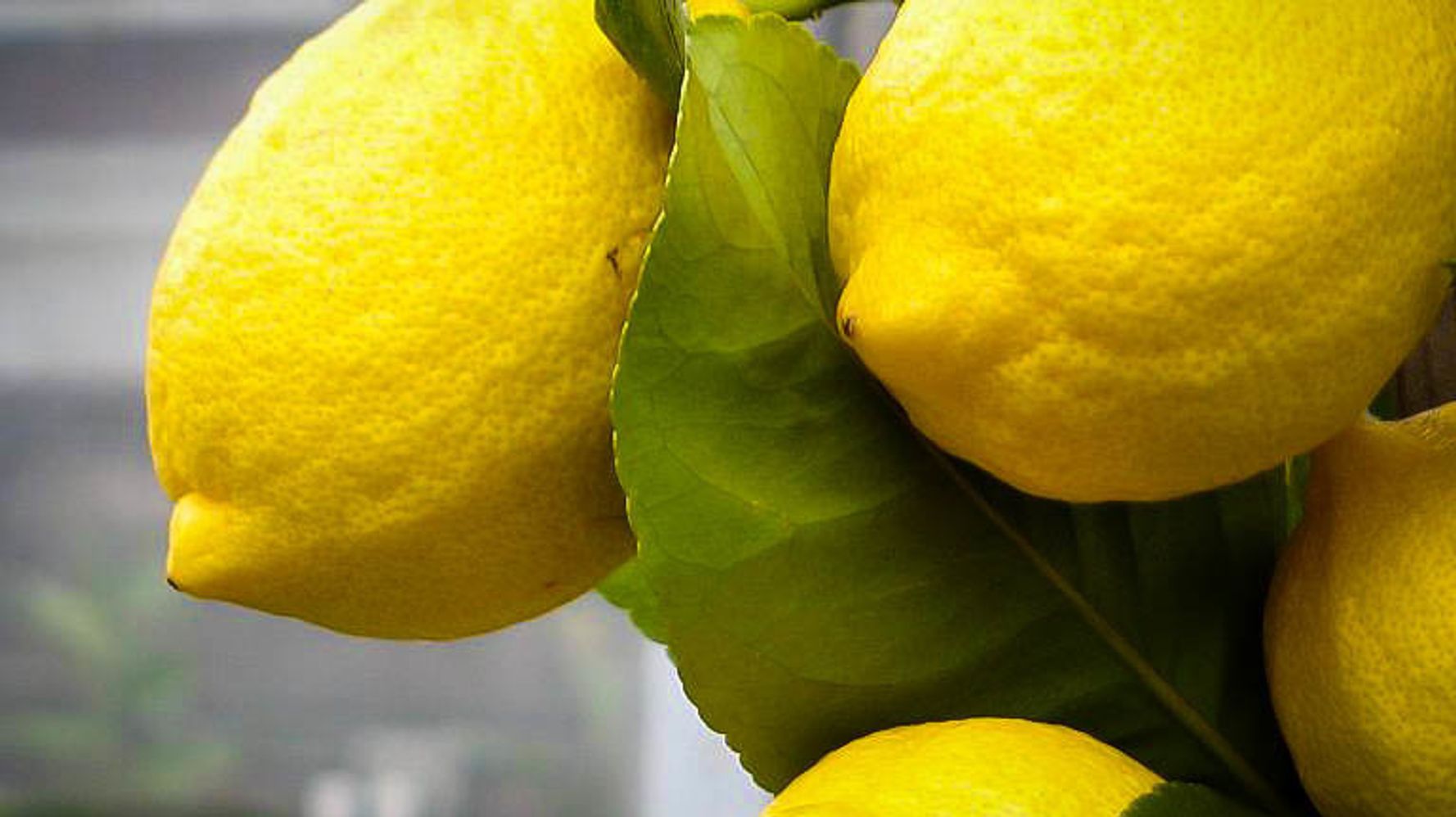 Эурека сорт лимона