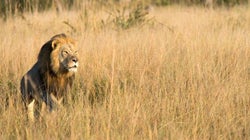 Muere en una partida de caza Xanda, el cachorro mayor del león