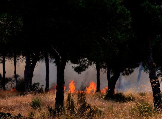 El incendio de Doñana afectó a 70 especies de aves y 38