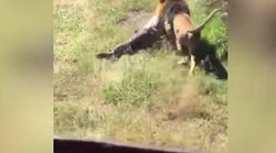 El impactante vídeo de un león atacando (y arrastrando) a un