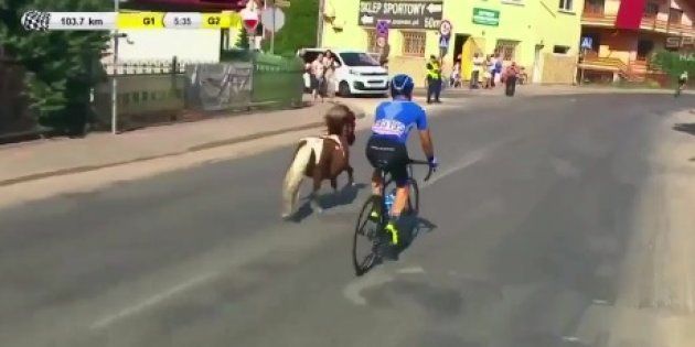 Un poni se cuela en una carrera ciclista y causa sensación en