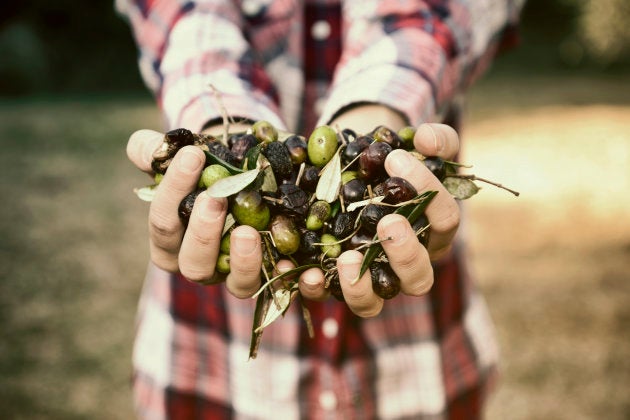 Hands holding olives