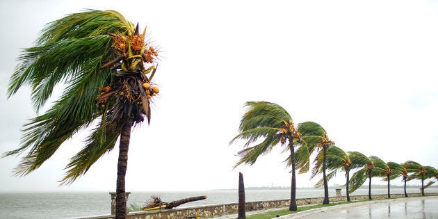 Palmeras en Caibarién (Cuba) tras el paso de Irma el 9 de septiembre de 2017.
