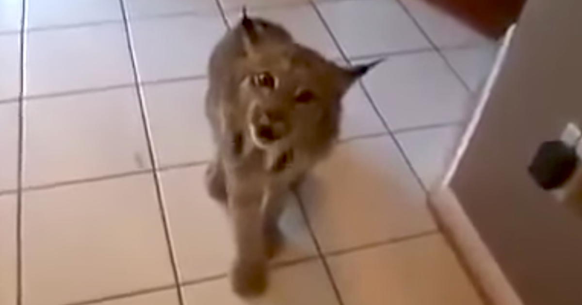 Ondas Montón de bandera La mala idea de tener un lince como animal de compañía | El HuffPost Virales Ondas Montón de bandera La mala idea de tener un lince como animal de compañía | El HuffPost Virales