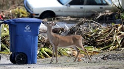 Harvey e Irma dejan cientos de miles de muertes... de