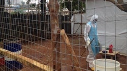 Historia de dos crisis