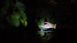 Un paseo nocturno entre viñedos: así es una vendimia
