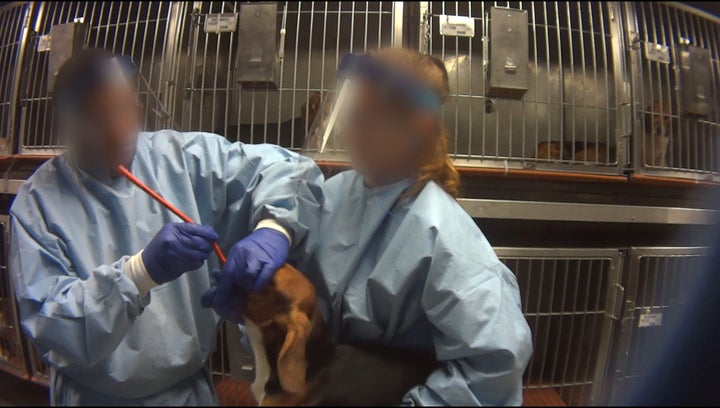 A tube for delivering test substances is shoved down a beagle's throat in a practice session at Charles River Laboratories in Mattawan, Michigan.