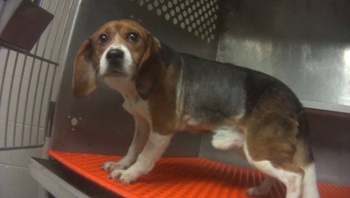 One of 21 beagles killed at the lab during a another test of two drug substances, according to the Humane Society of the U.S.