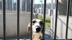 El San Antón de los