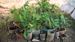 El futuro del medioambiente, en manos de la economía