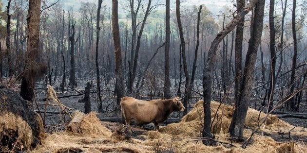 Una vaca camina sobre la superficie calcinada por el incendio forestal de Santirso (Maceda).
