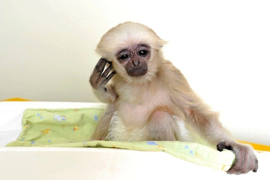 Bichinos de la semana: bebés monos muuuuuuuuuuy monos HuffPost Noticias