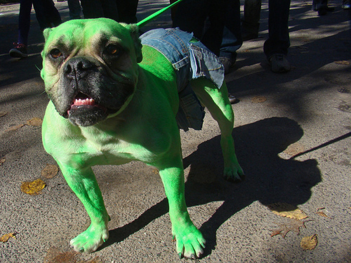 juguetes para perros inquietos