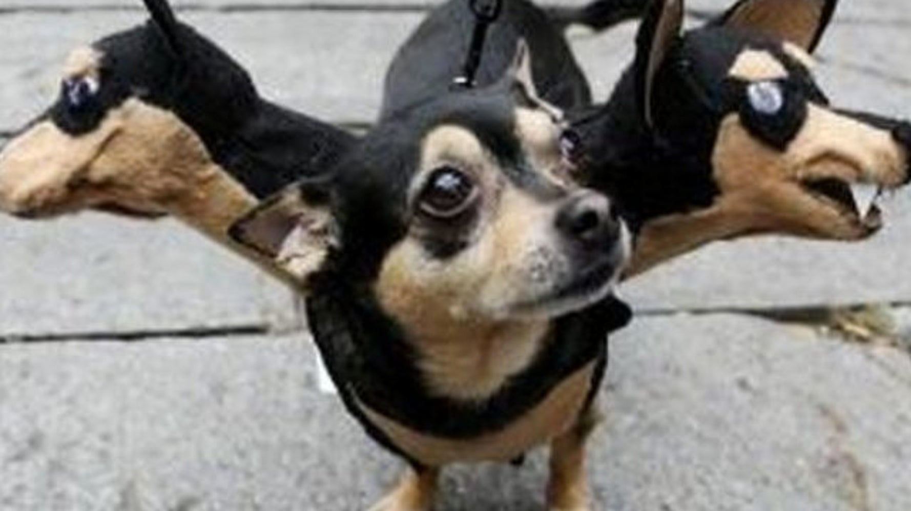 Megalópolis botón De alguna manera Disfraces de perros, gatos y otras mascotas para un Halloween con 'bichinos' (FOTOS) | El HuffPost Tendencias Megalópolis botón De alguna manera Disfraces de perros, gatos y otras mascotas para un Halloween con 'bichinos' (FOTOS) | El HuffPost Tendencias