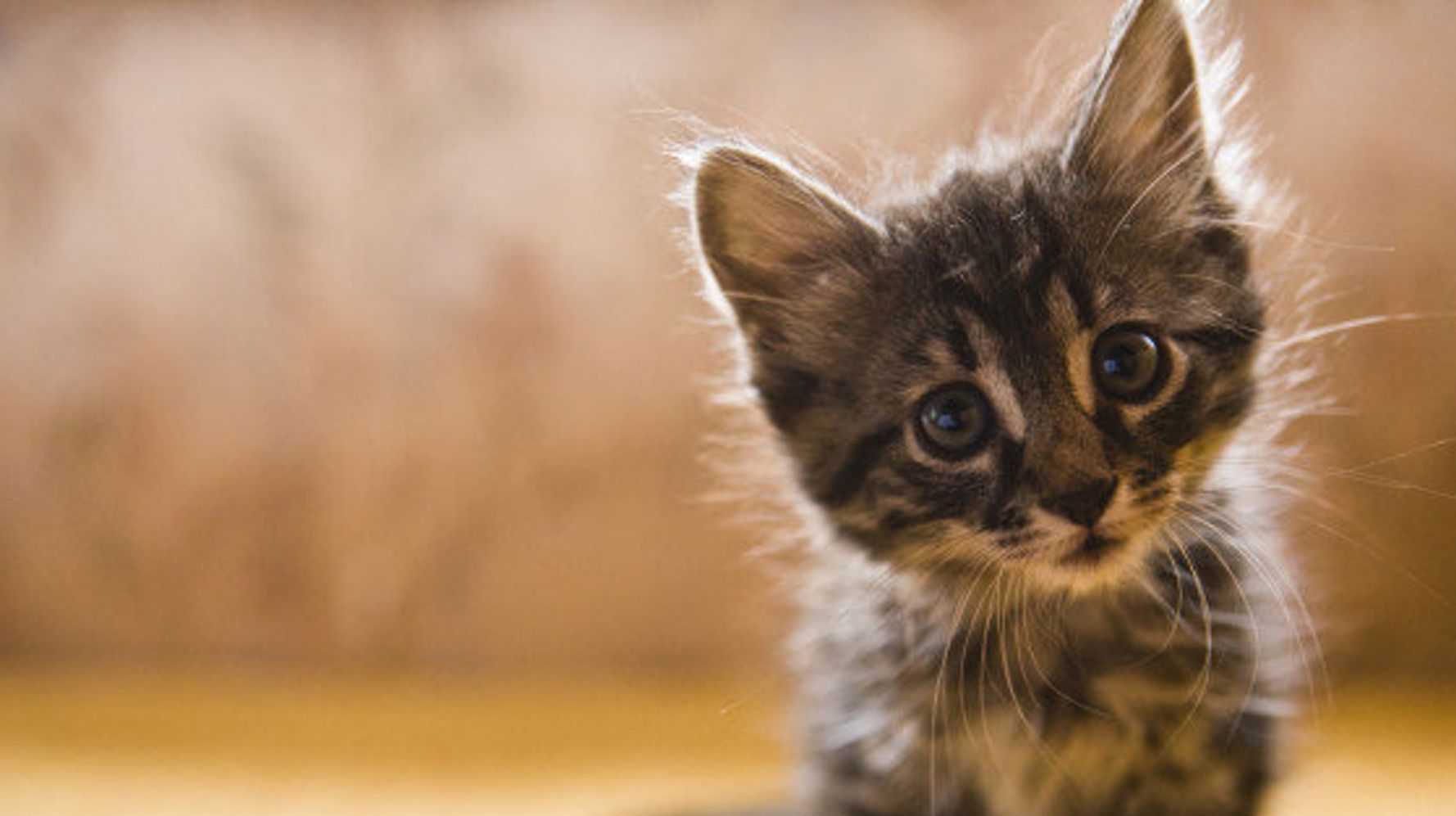 social Saqueo Auroch 11 razones científicas que demuestran que tener gatos es bueno para la  salud | El HuffPost Tendencias