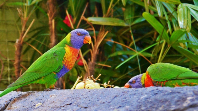 Periquitos en el barrio de