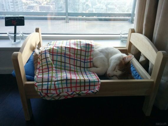 El 'IKEA-hack' más loco: camas de juguete para que los gatos duerman